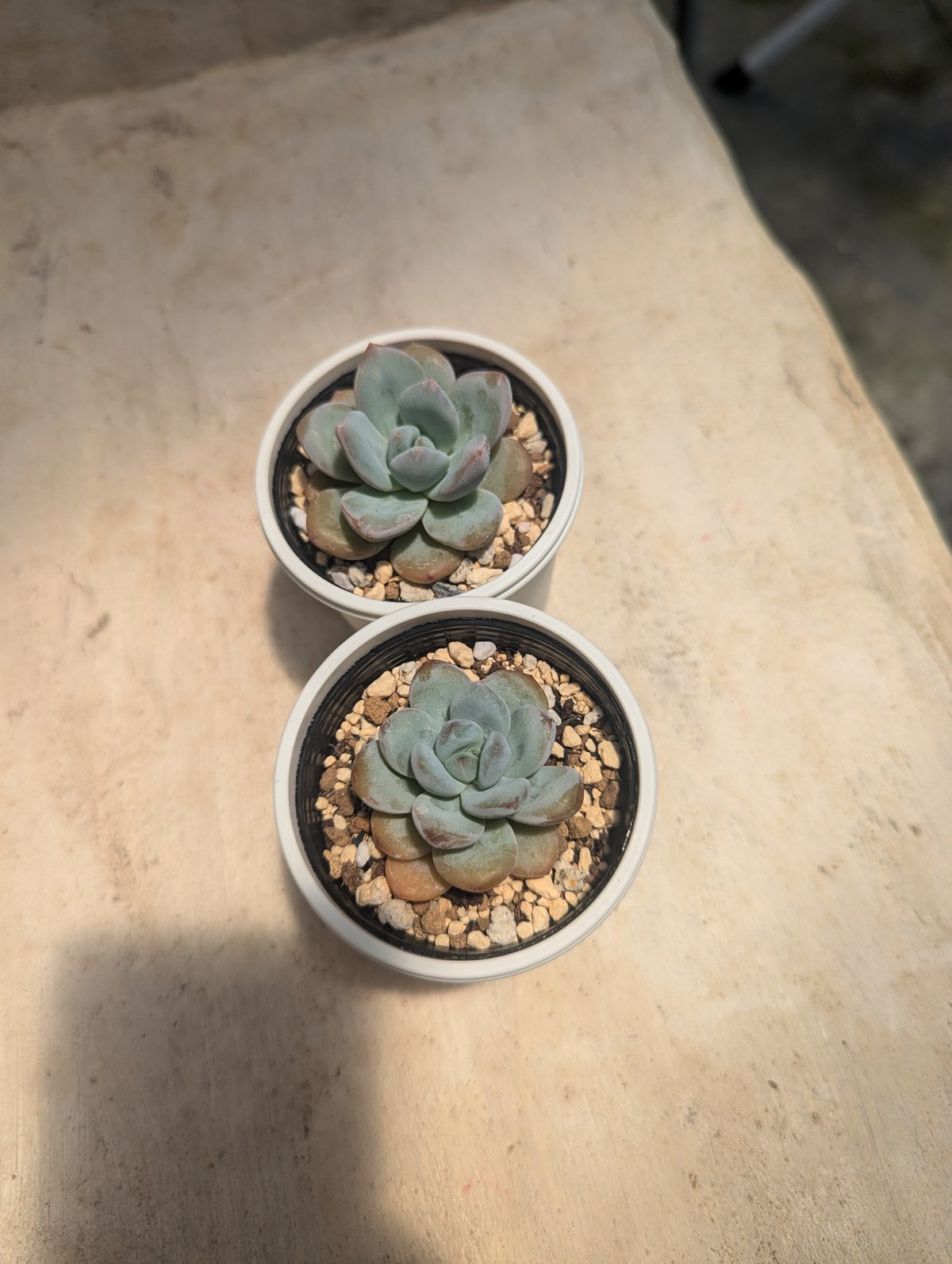 スターモンロー エケベリア 抜き苗 | 多肉植物カット苗の通販