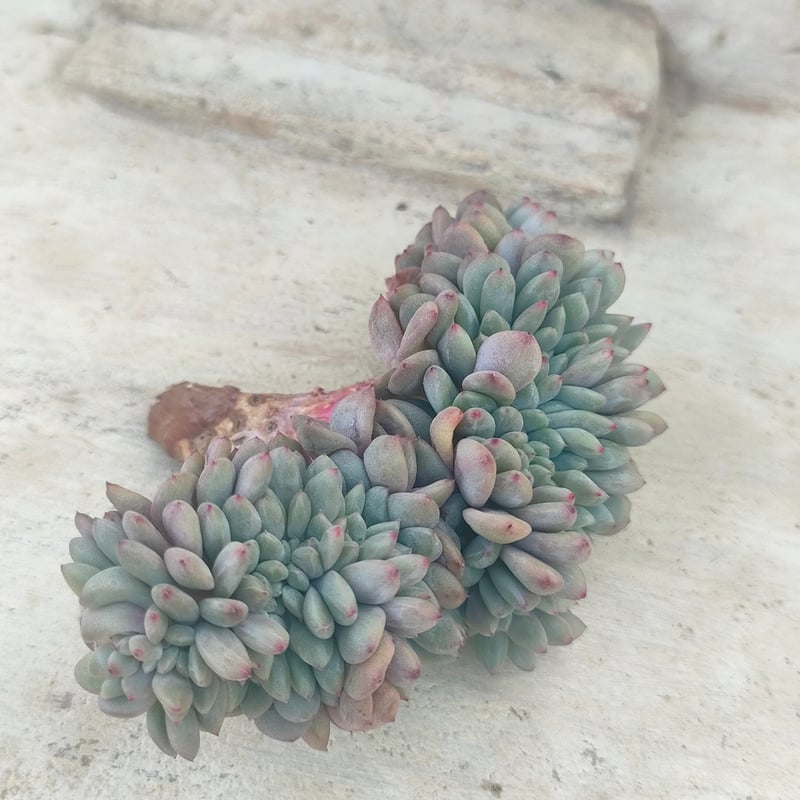 アリエル綴化 エケベリア カット苗 | 多肉植物カット苗の通販