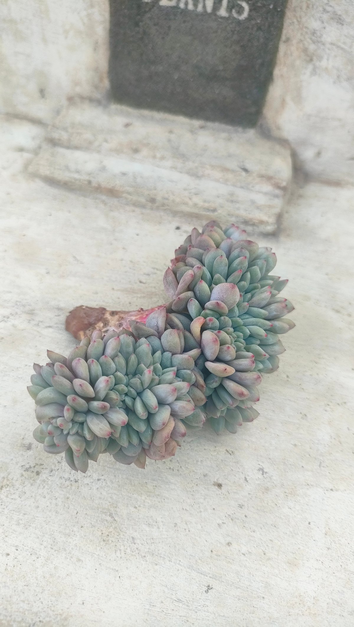 多肉植物 ♡アリエル 古株 大苗♡綴化開始？？ fit=scale-down,w=1200