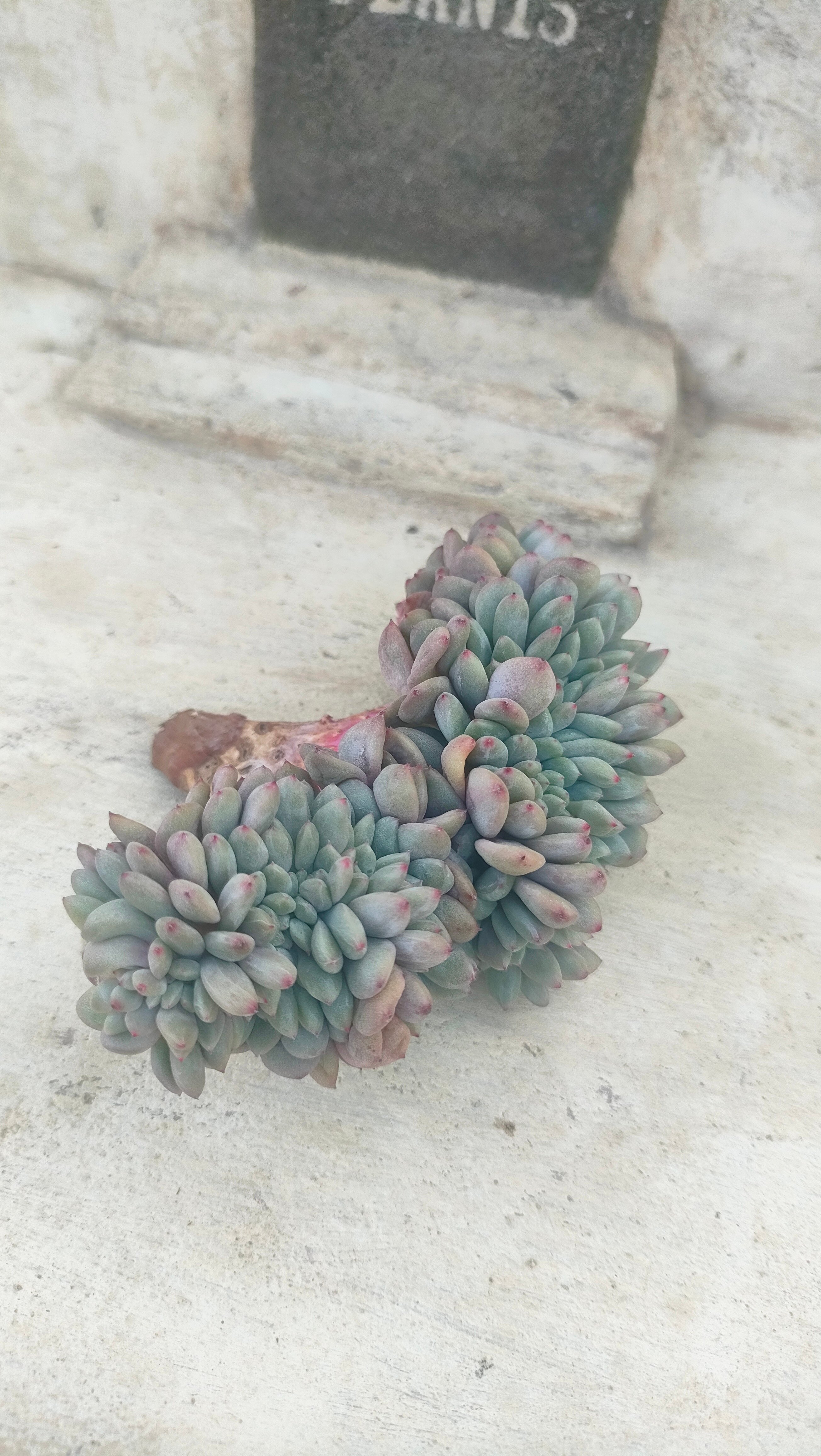 多肉植物 ♡アリエル 古株 大苗♡綴化開始？？ original
