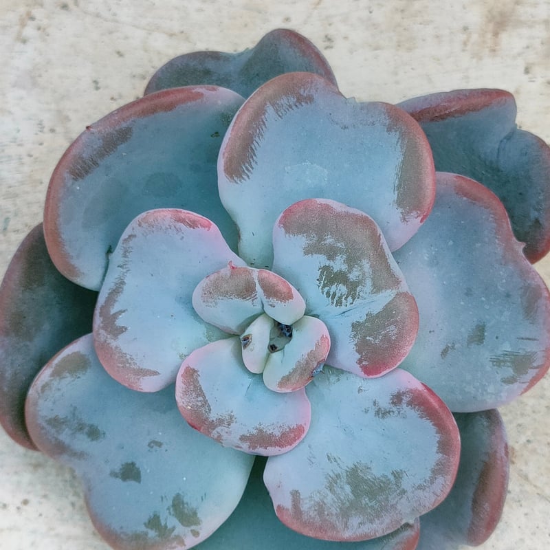 ハートソング◎多肉植物 カット苗 輸入苗 エケベリア等 ハートソング エケベリア カット苗 | 多肉植物カット苗の通販