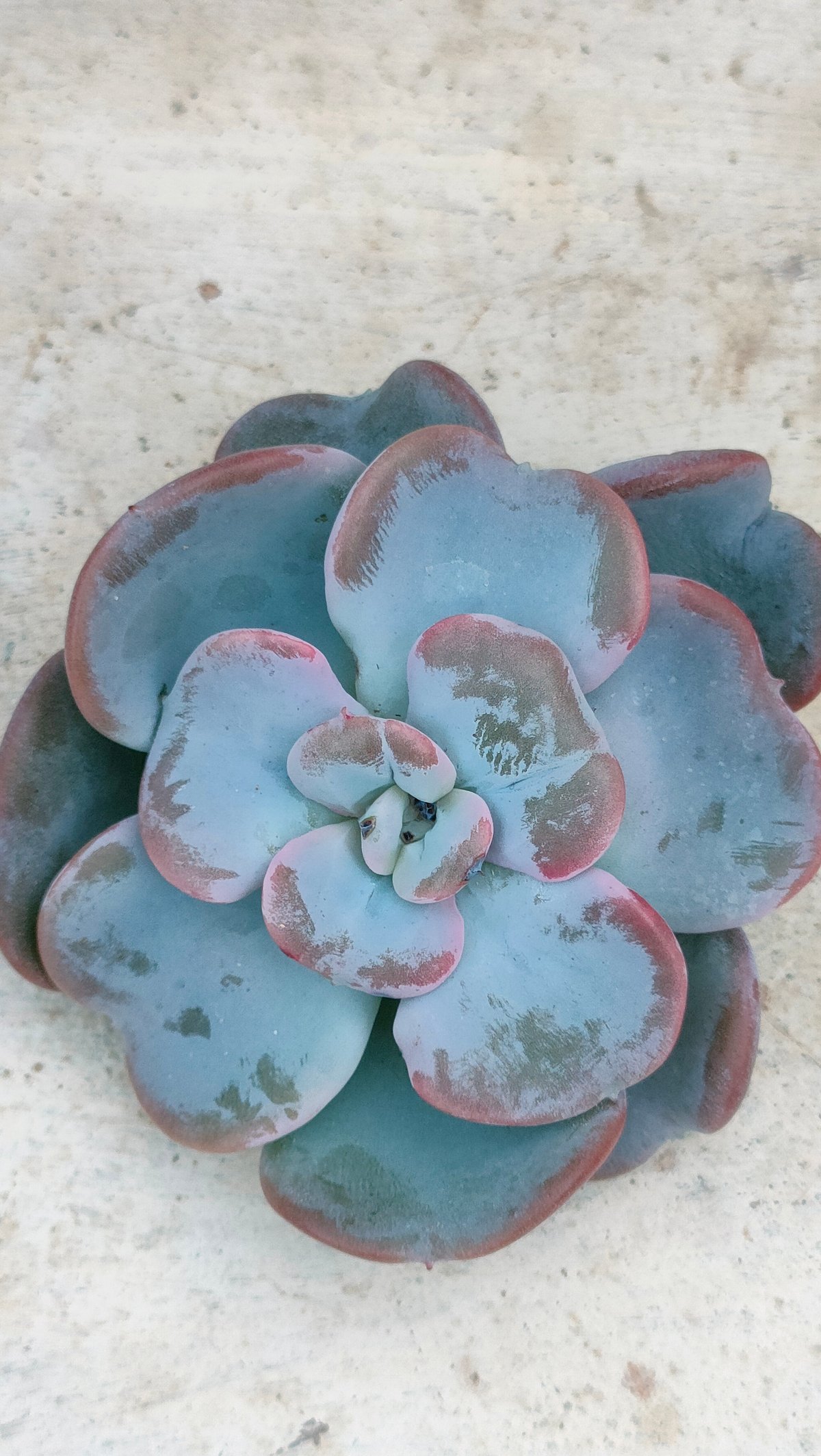 オーシャンソング◎多肉植物 カット苗 韓国苗 エケベリア等 ハートソング エケベリア カット苗 | 多肉植物カット苗の通販