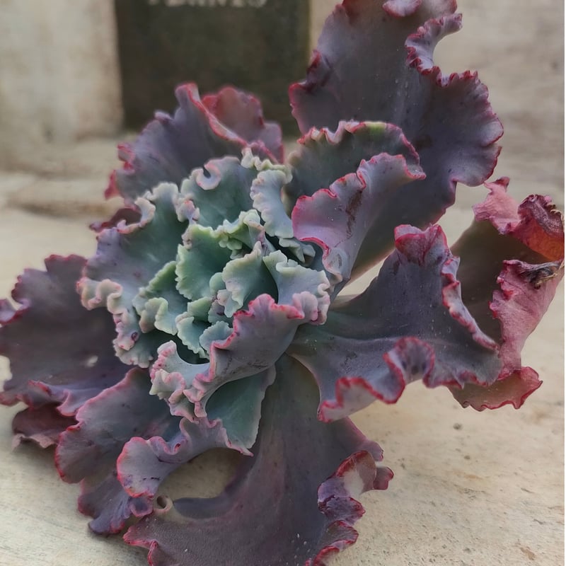 多肉植物 韓国苗 クレオパトラ クレオパトラ エケベリア カット苗 | 多肉植物カット苗の通販