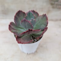 アリエル綴化 エケベリア カット苗 | 多肉植物カット苗の通販