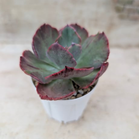 商品一覧 | 多肉植物カット苗の通販 | エケベリア(韓国苗)多肉植物専門