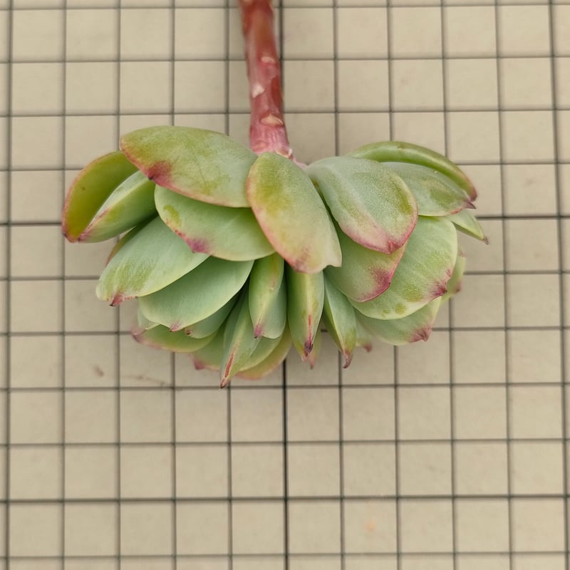 多肉☆ピーチプリデ（特大）・抜き苗 2025年最新】ピーチプリデ 抜き苗の人気アイテム - メルカリ