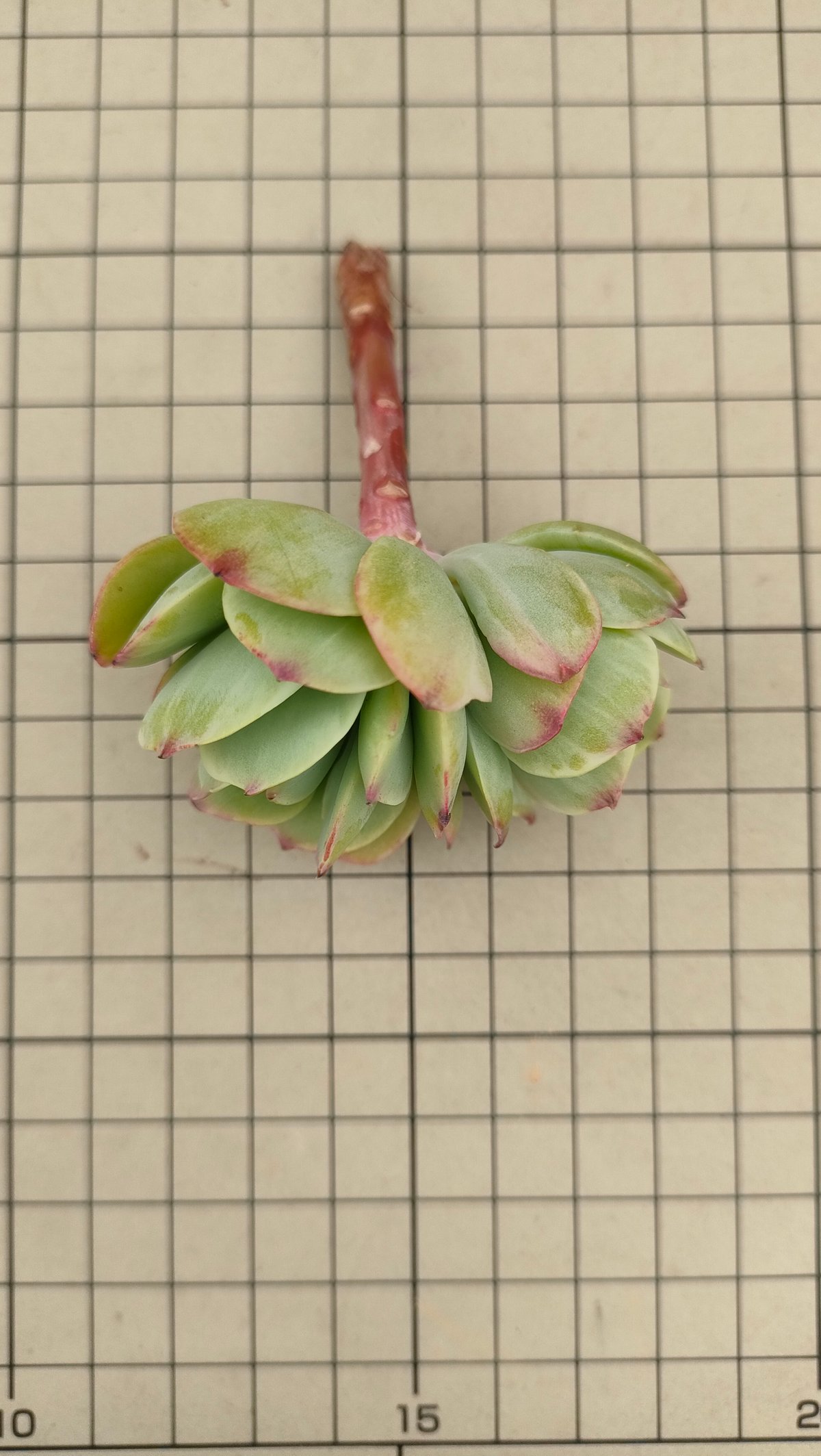 ピーチプリデ錦 エケベリア カット苗 | 多肉植物カット苗の通販