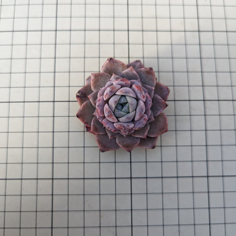 No.527 ❁エリークイーン❁ カット苗 多肉植物 寄せ植え No.527 ❁エリークイーン❁ カット苗 多肉植物 寄せ植え