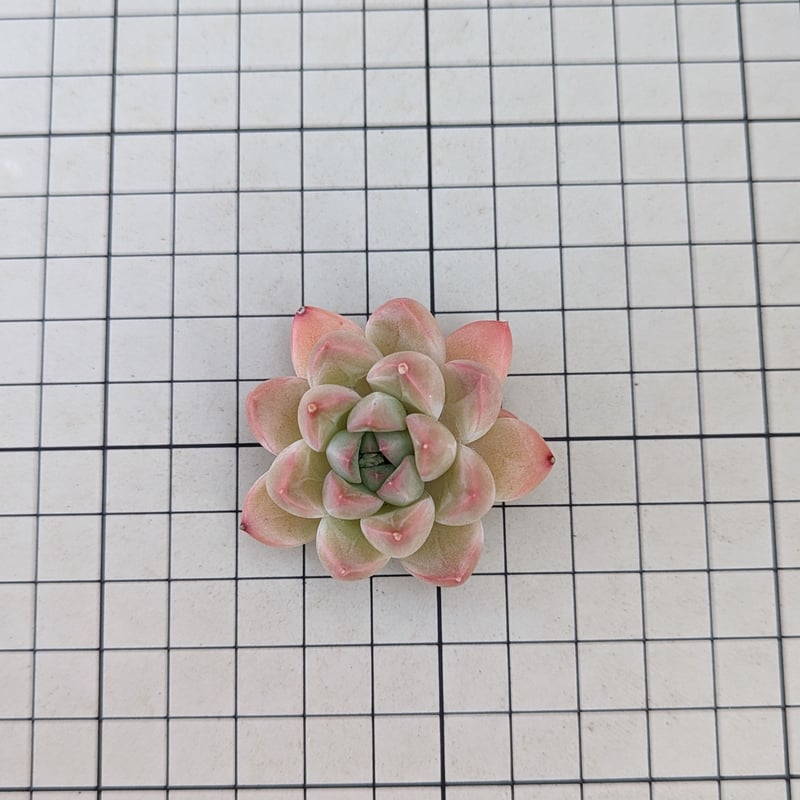 ピンクパンパン◎多肉植物 カット苗 韓国苗 エケベリア等 ピンクパンパン◎多肉植物 カット苗 韓国苗 エケベリア等 pande