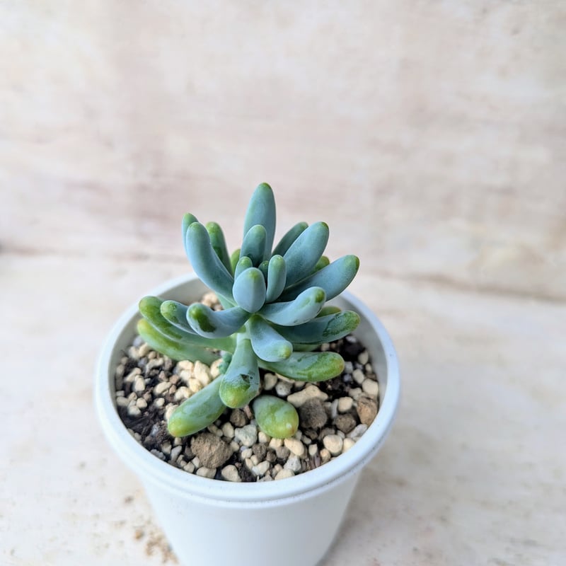 多肉植物　セダム　乙女心　3カット Amazon.co.jp: ITANSE セダム 乙女心(オトメゴコロ) 3号