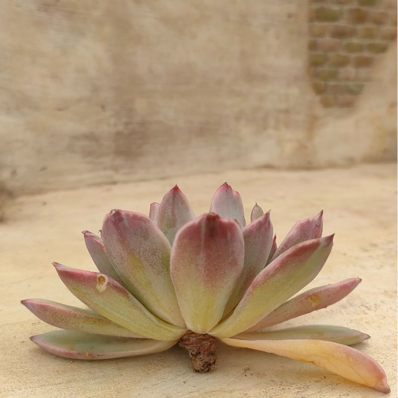 プリドニス錦 散り斑 エケベリア カット苗 | 多肉植物カット苗の通販