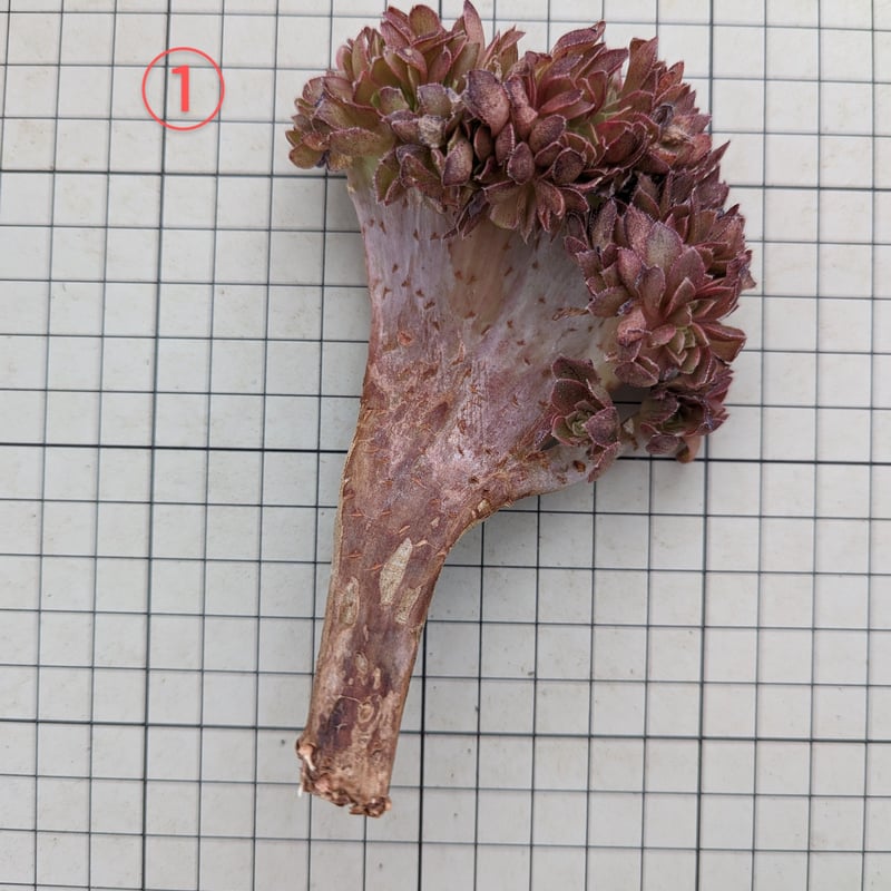 アエオニウム抜き苗　ハロウィンレッドレース　カット苗 多肉植物 アエオニウム ハロウィン 抜き苗 - メルカリ