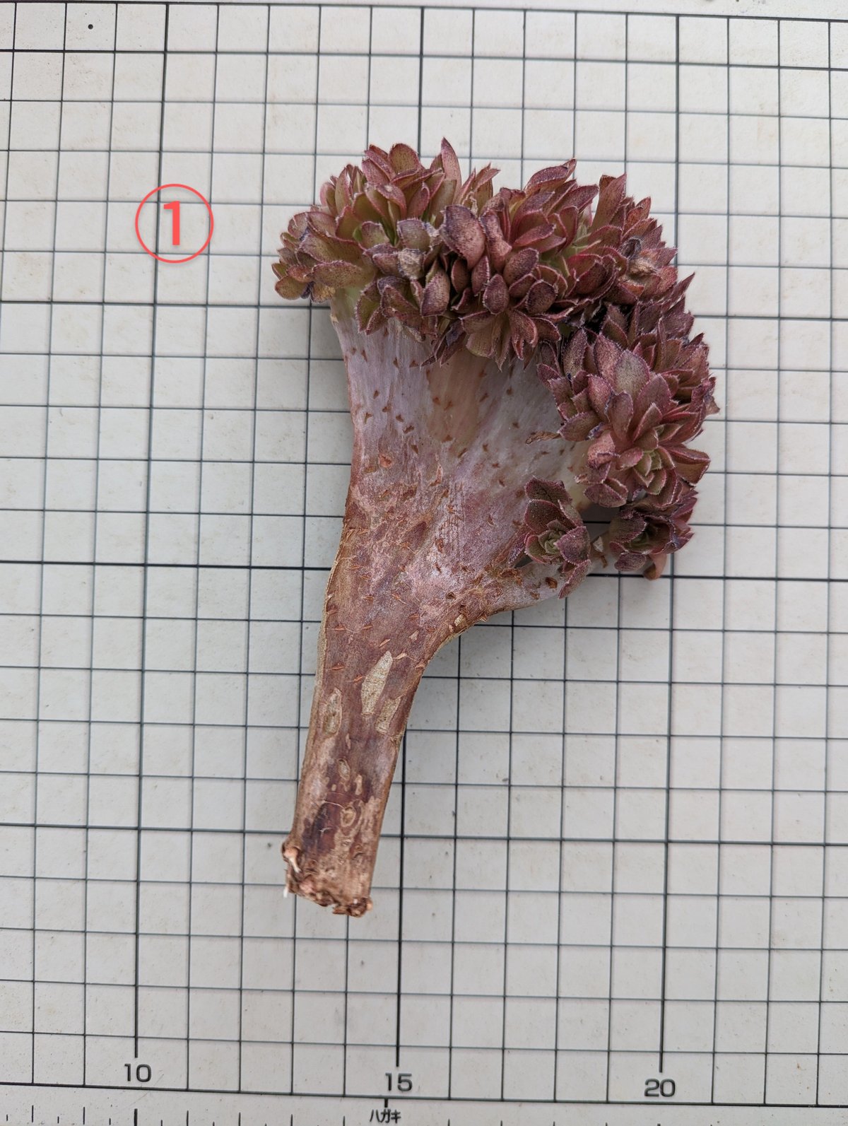 ハロウィン 綴化 アエオニウム カット苗 | 多肉植物カット苗の通販