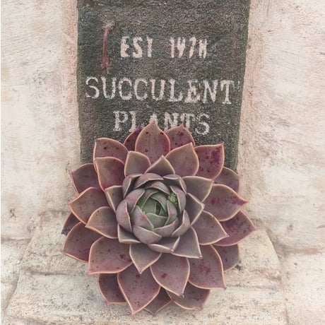 商品一覧 | 多肉植物カット苗の通販 | エケベリア(韓国苗)多肉植物専門