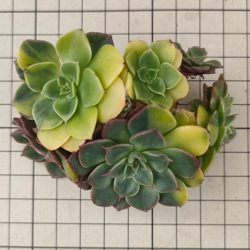 ビバチリ錦 エケベリア カット苗 | 多肉植物カット苗の通販