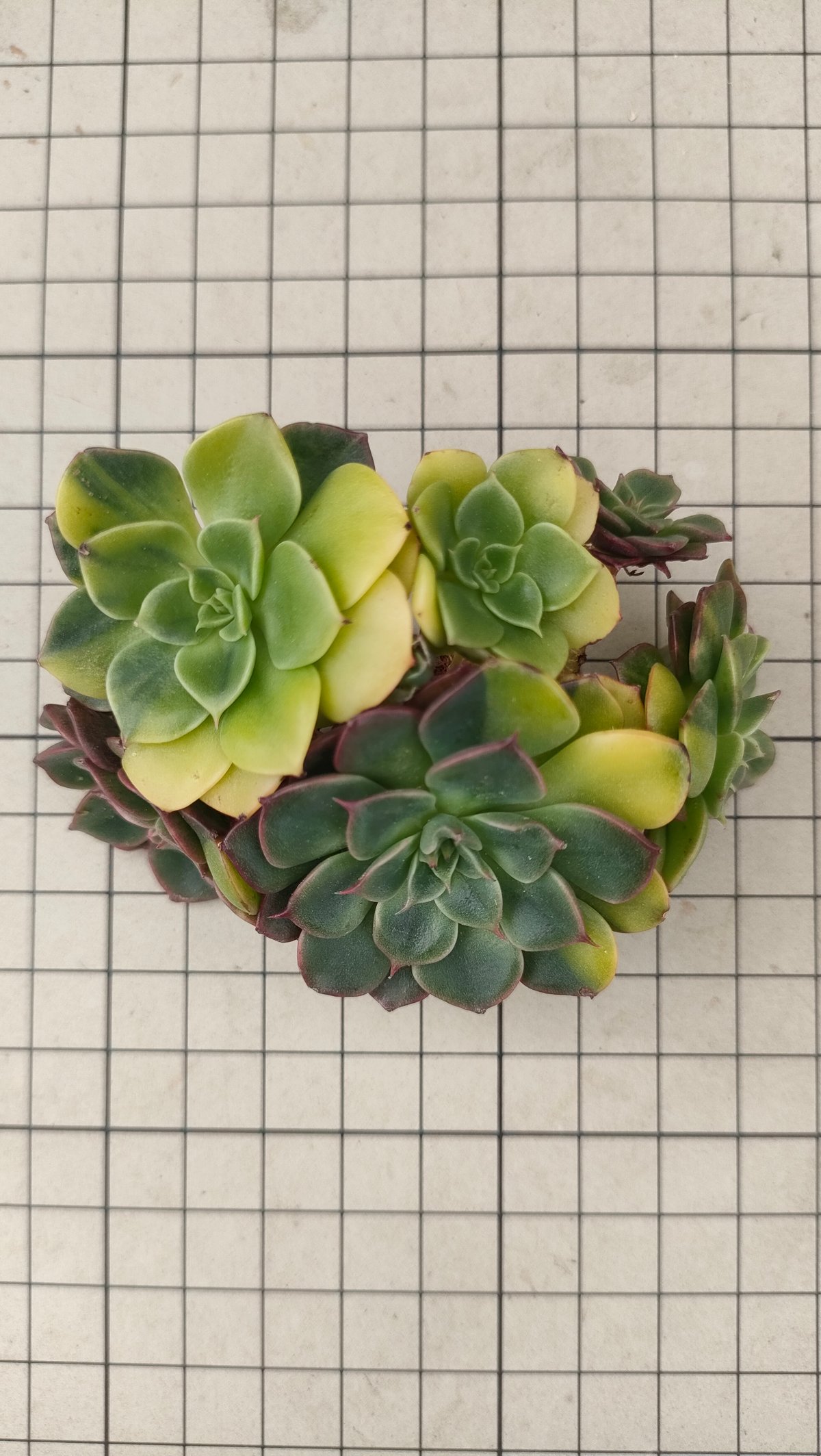 ビバチリ錦 エケベリア カット苗 | 多肉植物カット苗の通販 