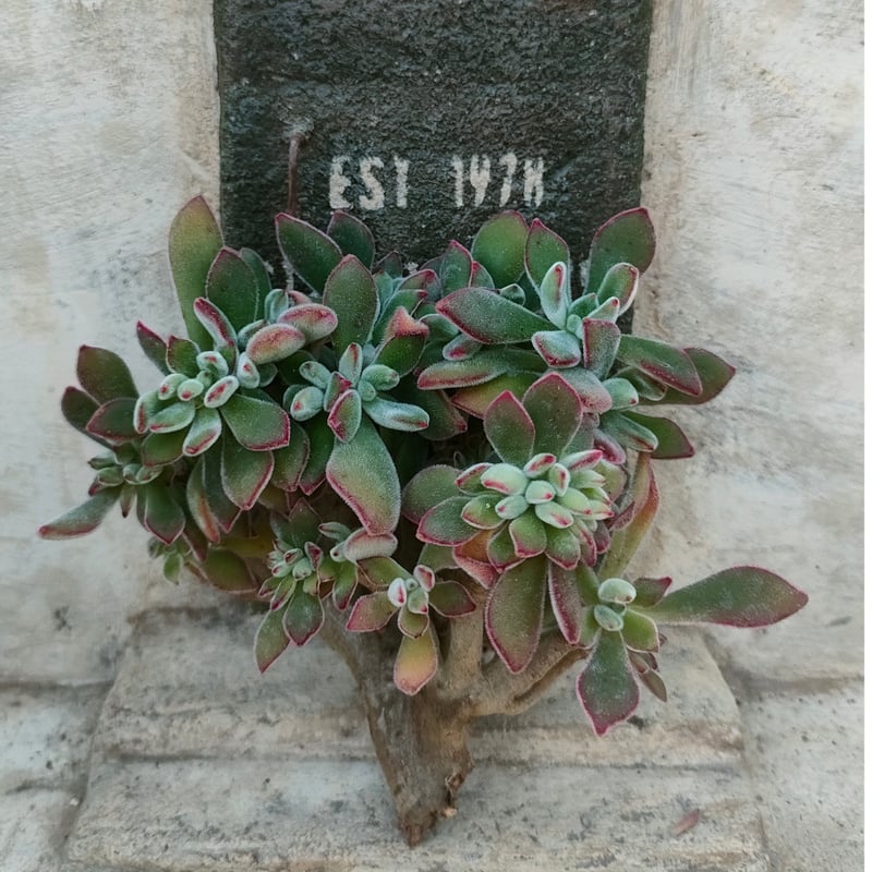 ブヨン綴化 エケベリア カット苗 | 多肉植物カット苗の通販