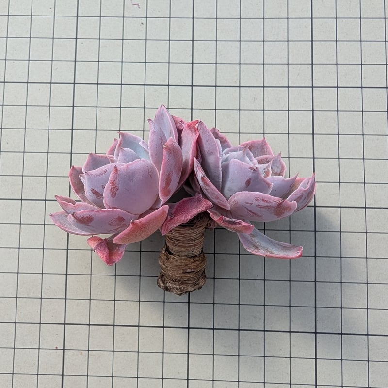 ピンキー エケベリア カット苗 | 多肉植物カット苗の通販 | エケベリア