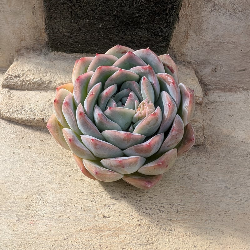 スイレン エケベリア カット苗 | 多肉植物カット苗の通販 | エケベリア