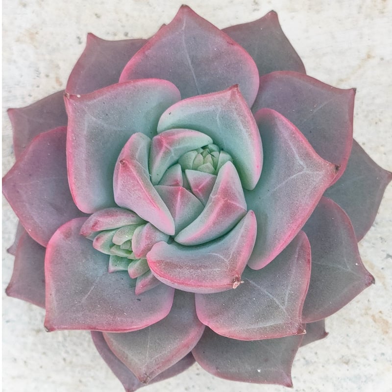 ラファエル エケベリア カット苗 | 多肉植物カット苗の通販