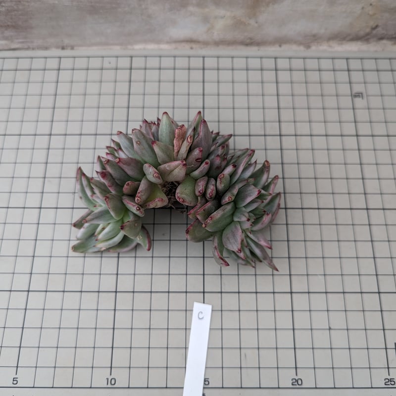 アイクソウル錦 綴化 エケベリア カット苗 | 多肉植物カット苗の通販