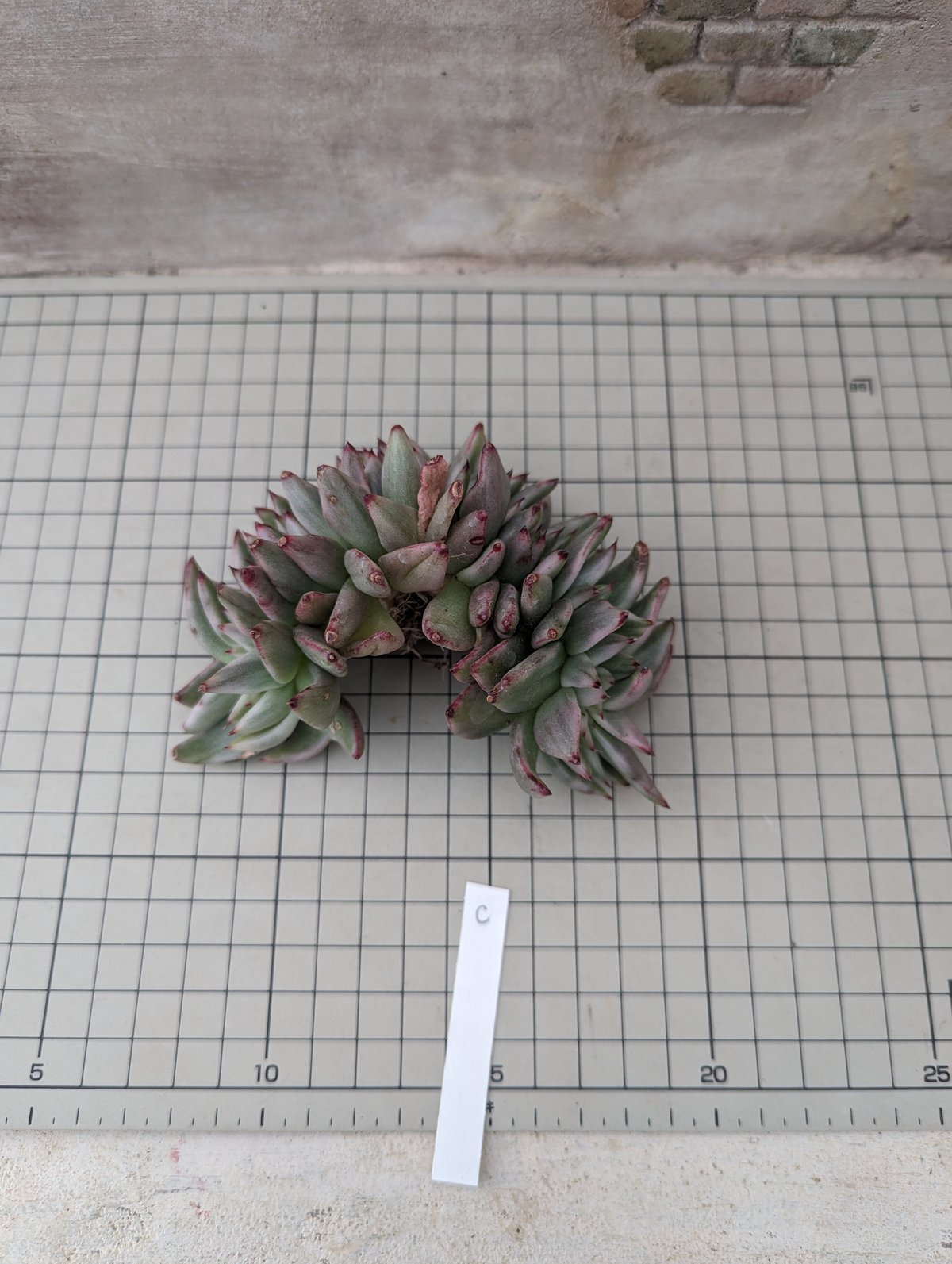 アイクソウル錦 綴化 エケベリア カット苗 | 多肉植物カット苗の通販