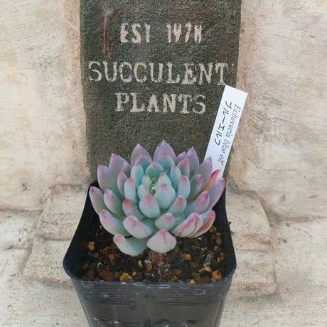 多肉植物カット苗の通販 | エケベリア(韓国苗)多肉植物専門店 | 森の多肉園