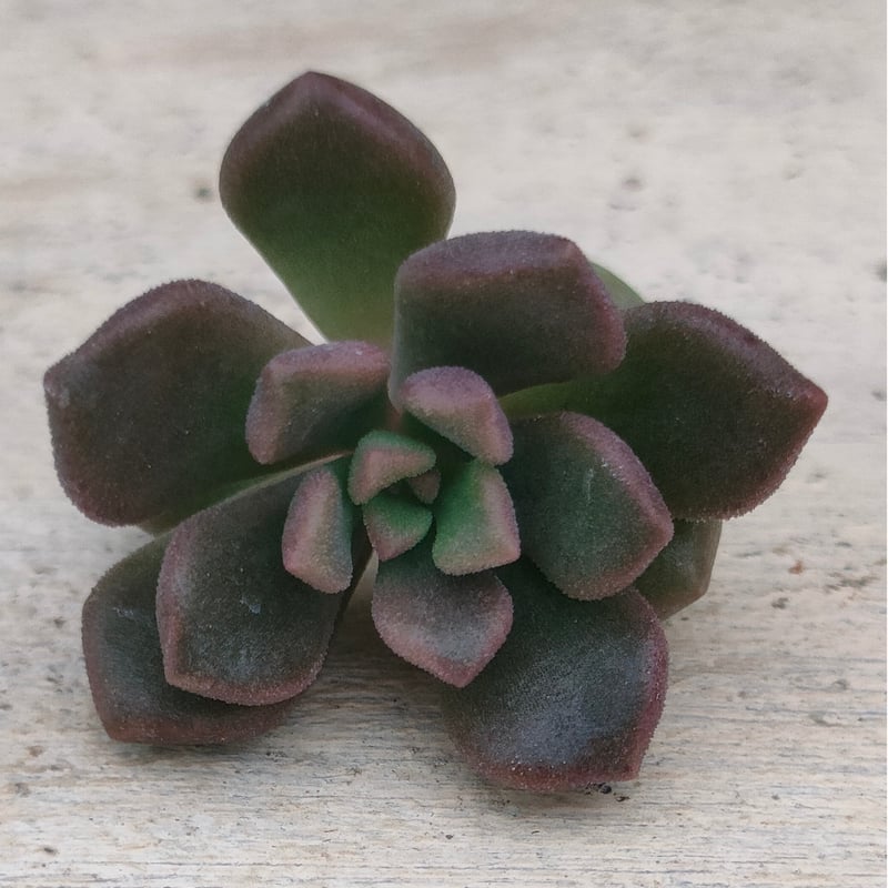 だるま姫秀麗xスプリングワンダー カット苗 10カット | 多肉植物カット