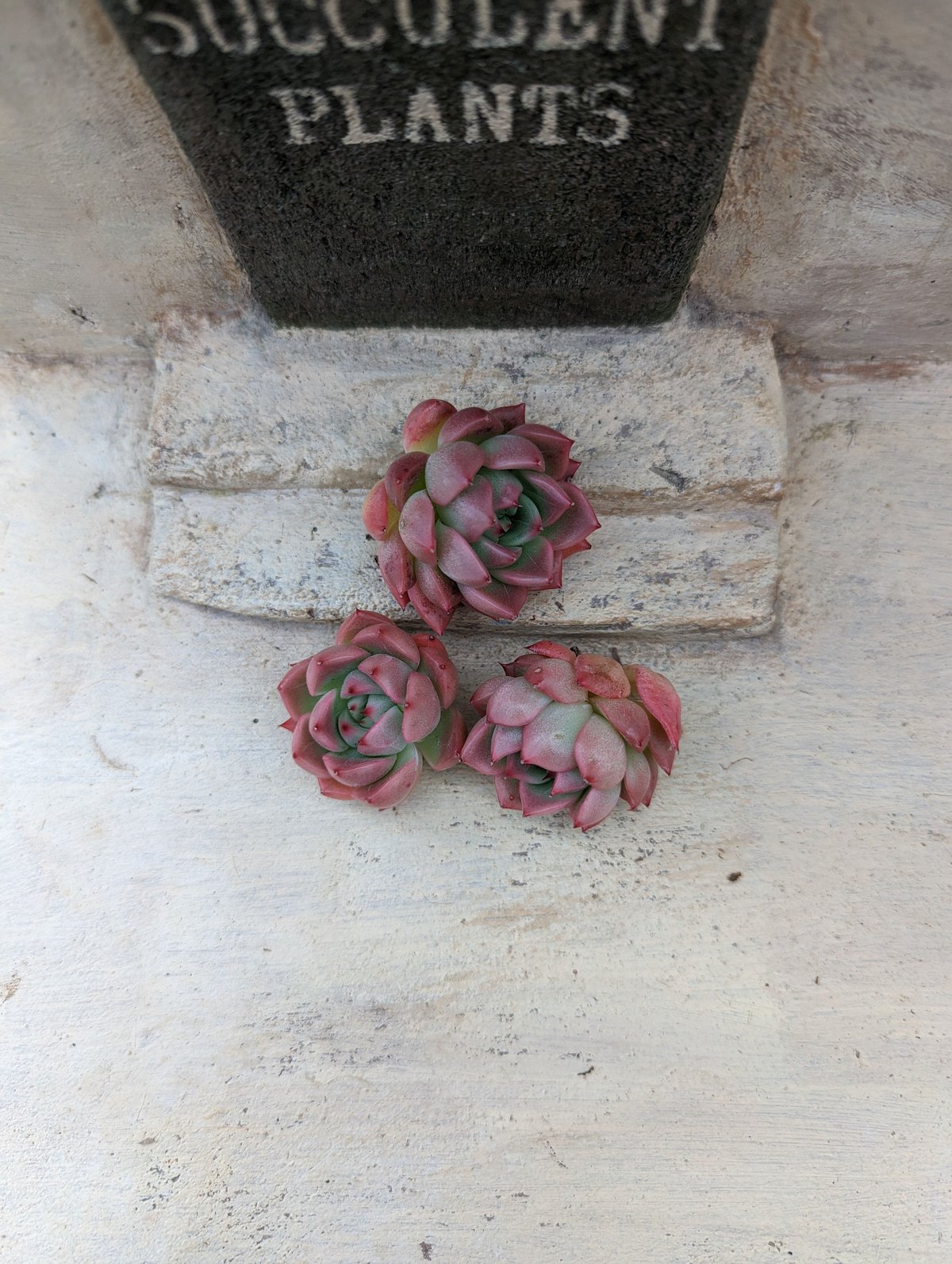 ピンクジェニー エケベリア カット苗 | 多肉植物カット苗の通販