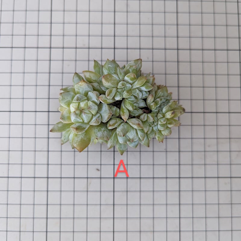 ティッピー 綴化 エケベリア カット苗 | 多肉植物カット苗の通販 ティッピー 綴化 エケベリア カット苗 | 多肉植物カット苗の通販