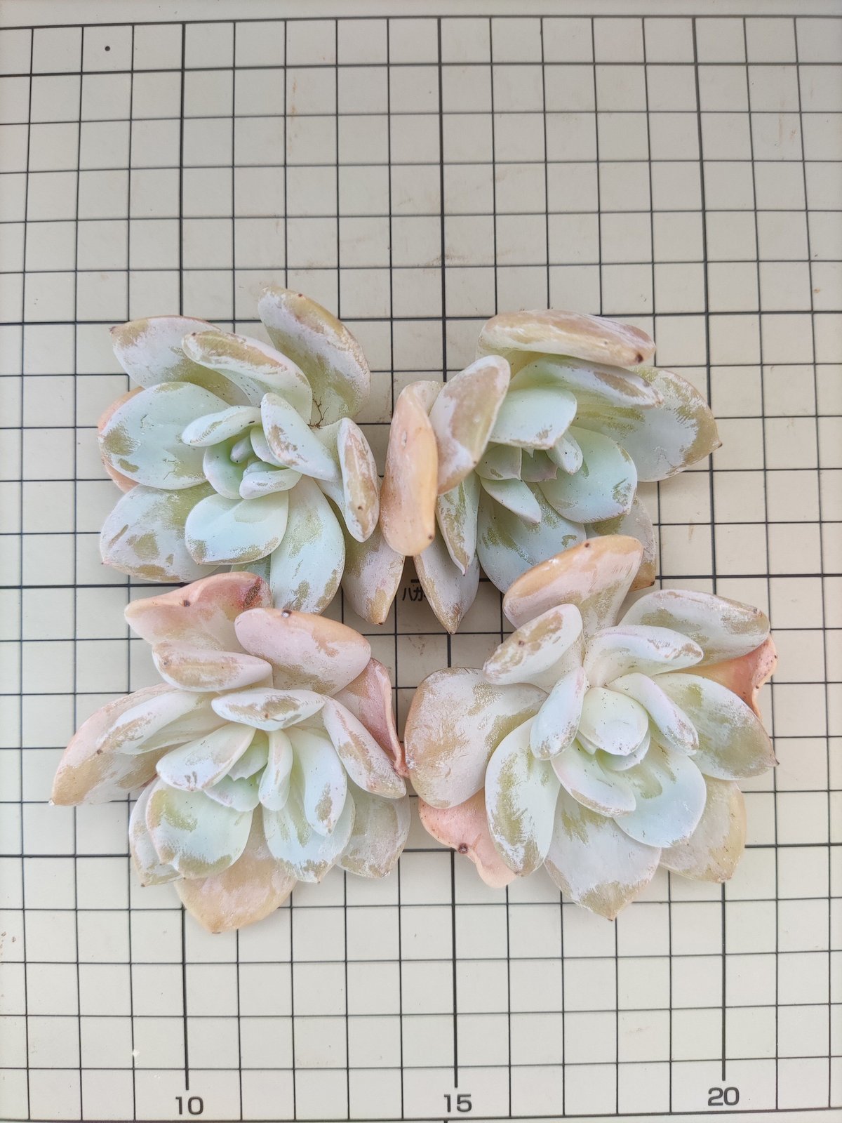 スノープリンセス エケベリア カット苗 | 多肉植物カット苗の