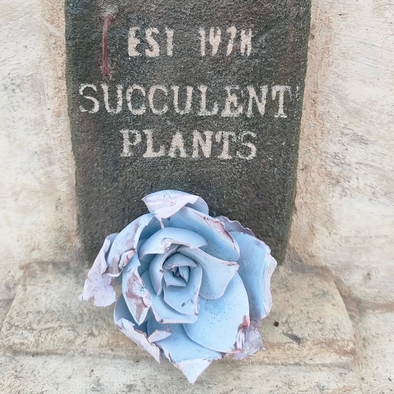 カンテ エケベリア カット苗 | 多肉植物カット苗の通販 | エケベリア