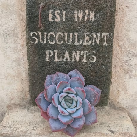 森の多肉園 | STORES