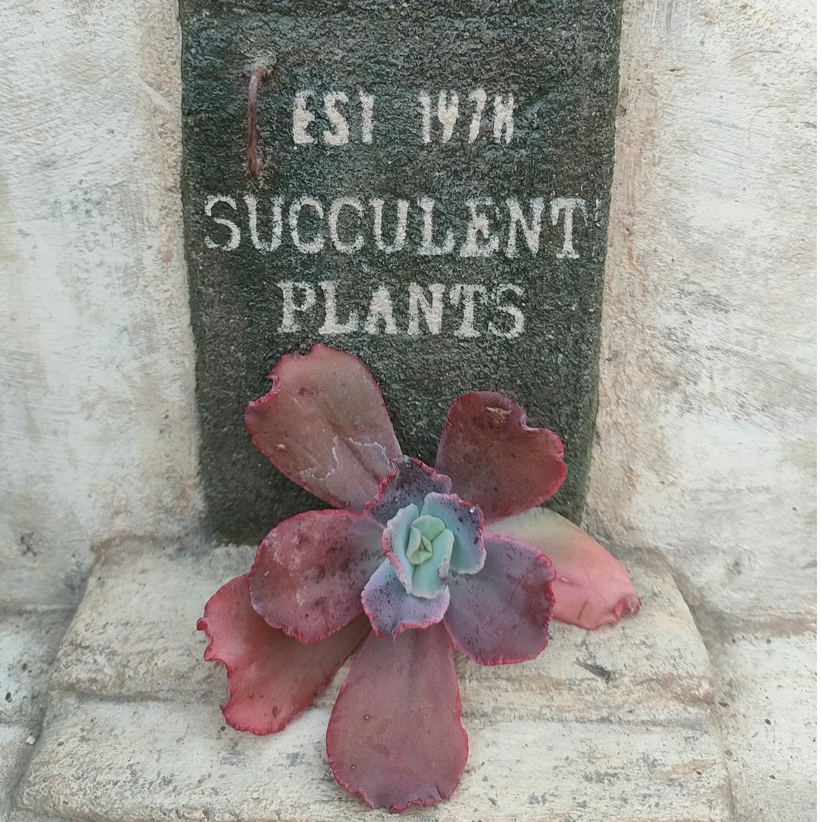 スピードバンプ エケベリア カット苗 | 多肉植物カット苗の通販