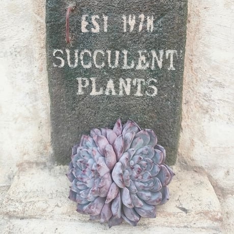 商品一覧 | 多肉植物カット苗の通販 | エケベリア(韓国苗)多肉植物専門