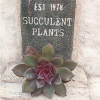 スピードバンプ エケベリア カット苗 | 多肉植物カット苗の通販