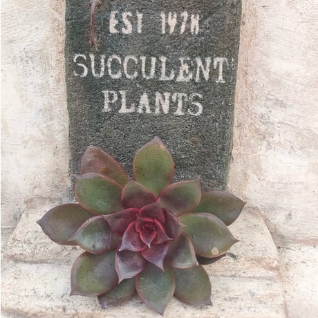 商品一覧 | 多肉植物カット苗の通販 | エケベリア(韓国苗)多肉植物専門