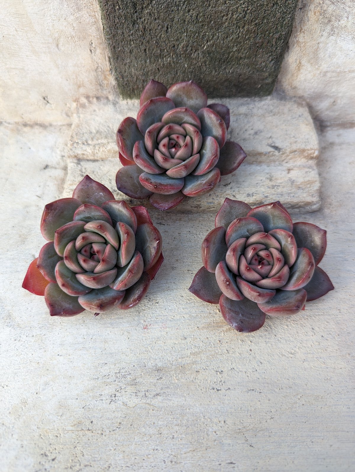 マドンナ エケベリア カット苗 | 多肉植物カット苗の通販 | エケベリア