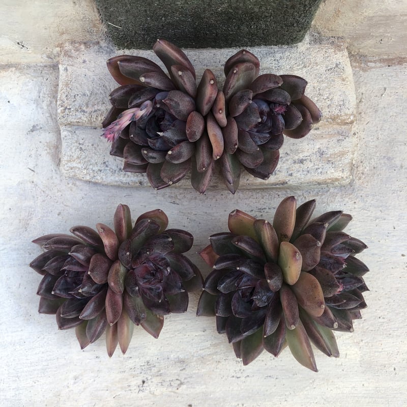 クレープ エケベリア カット苗 | 多肉植物カット苗の通販 | エケベリア