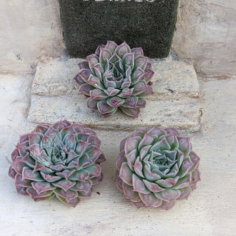 メキシコティアーズ エケベリア カット苗 | 多肉植物カット苗の通販