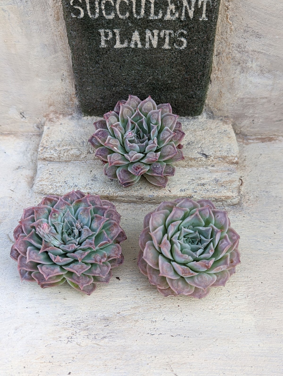 エンジェルズティアー◎多肉植物 カット苗 韓国苗 エケベリア等