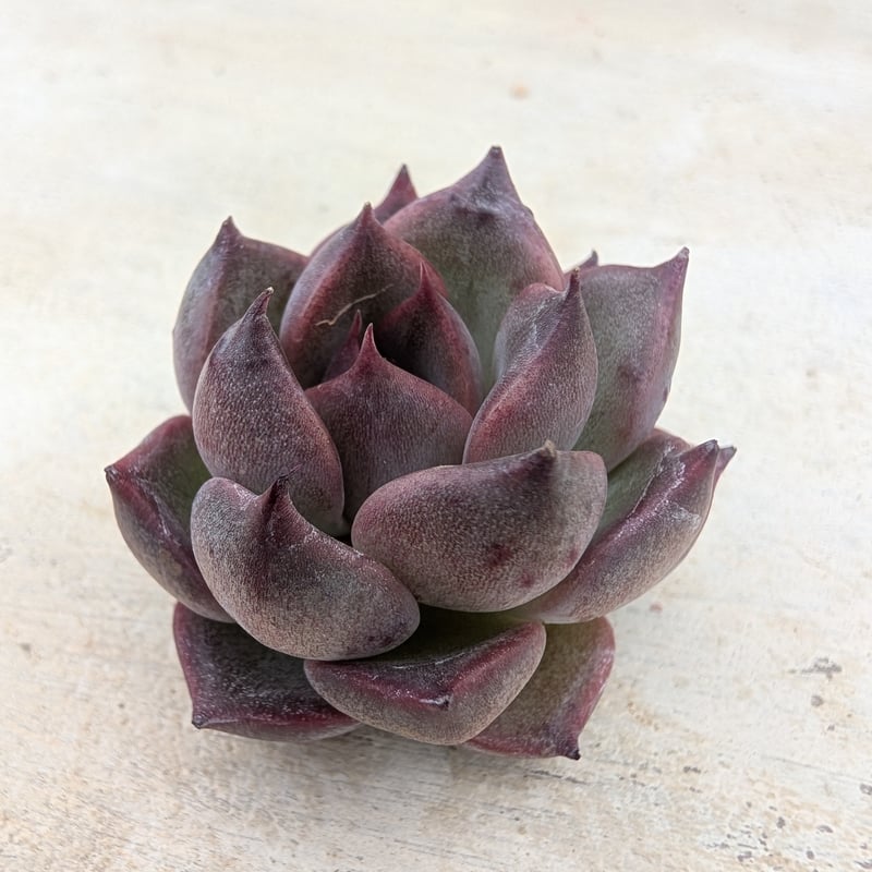 ペガサス◎多肉植物 カット苗 韓国苗 エケベリア等 多肉植物 韓国苗 ペガサス｜Yahoo!フリマ（旧PayPayフリマ）