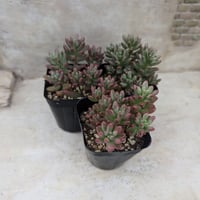 ラブリーローズ エケベリア 抜き苗 | 多肉植物カット苗の通販