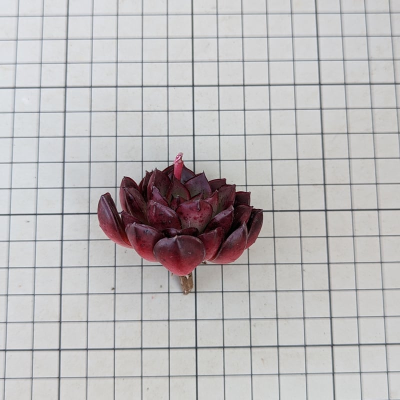 ロバート エケベリア カット苗 | 多肉植物カット苗の通販 | エケベリア