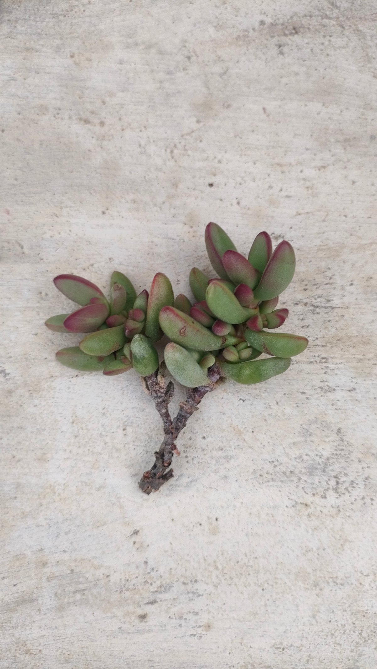 ルドリップ クラッスラ カット苗 | 多肉植物カット苗の通販
