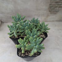 fit=cover,w=200,h=200