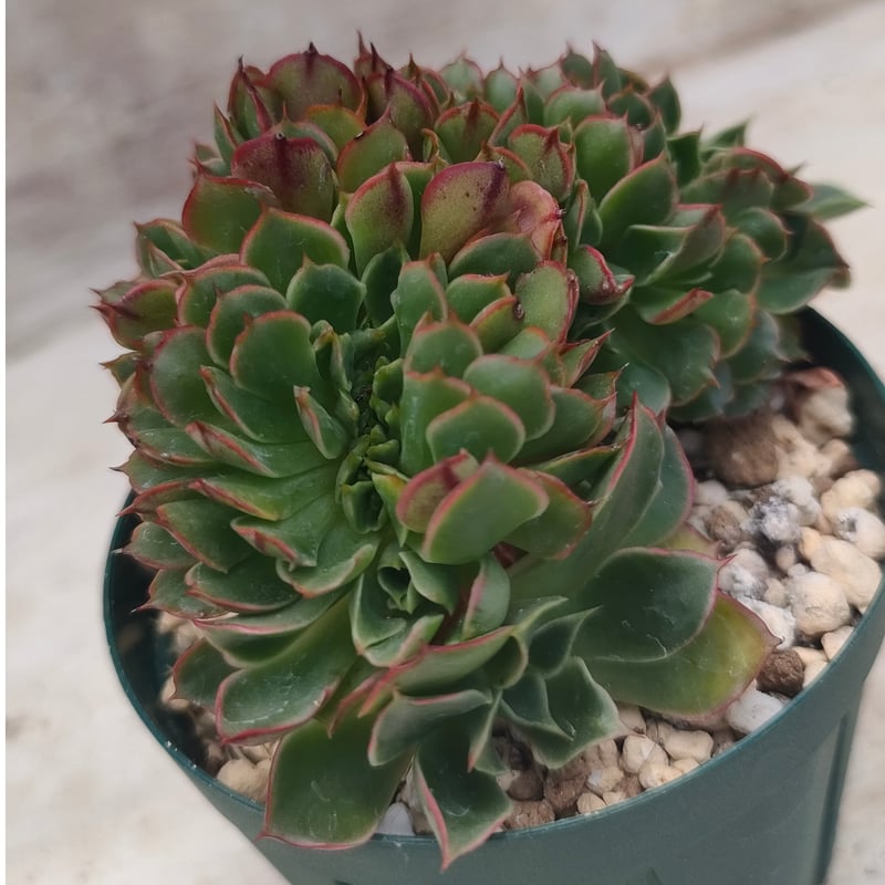 エルシャ綴化 エケベリア 抜き苗 | 多肉植物カット苗の通販