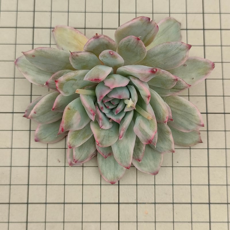 プリドニス錦 散り斑 エケベリア カット苗 | 多肉植物カット苗の通販