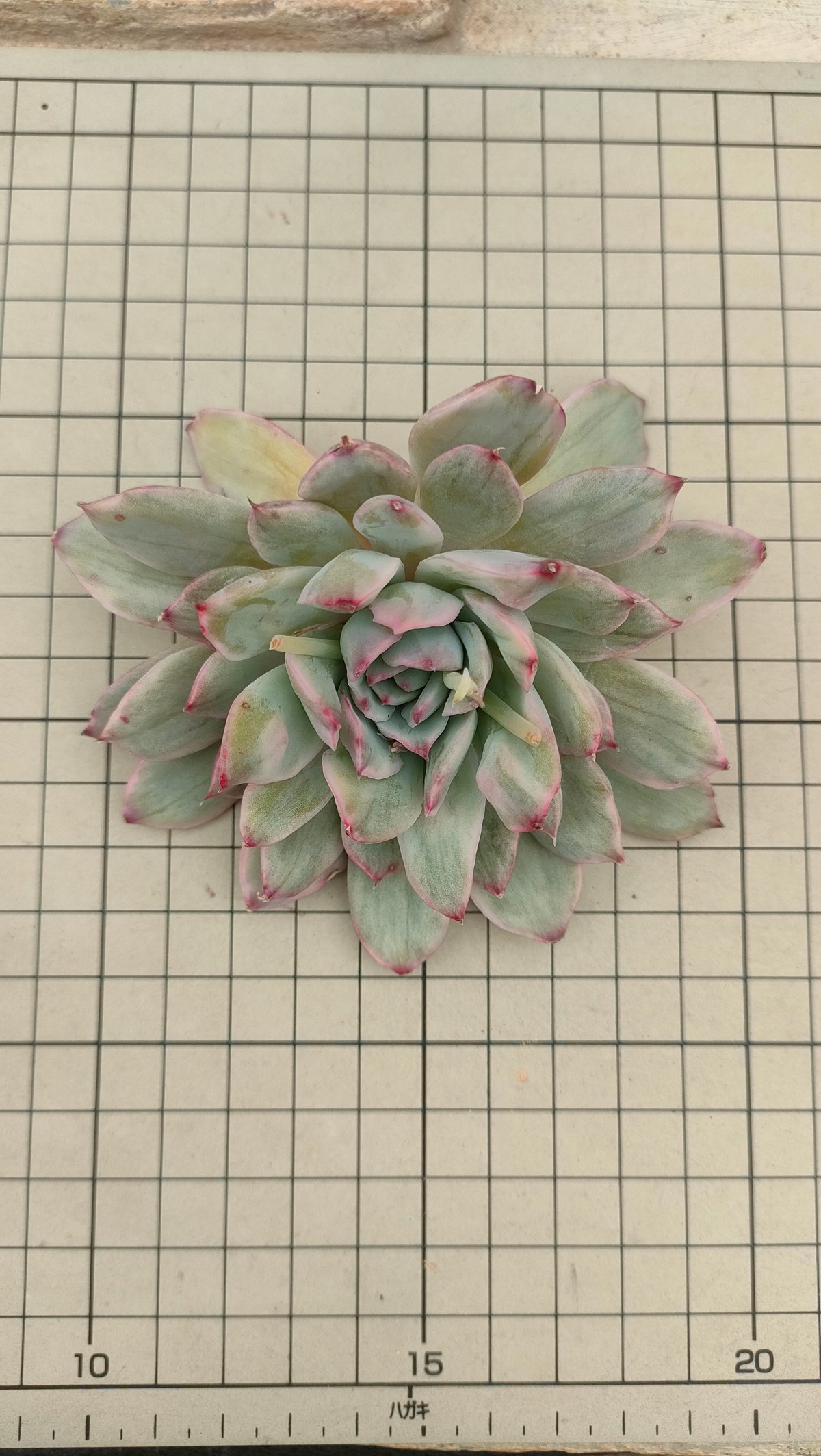 プリドニス錦 散り斑 エケベリア カット苗 | 多肉植物カット苗の通販