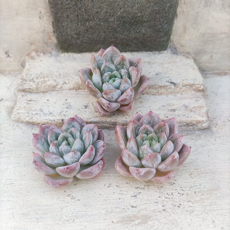 エルサ エケベリア カット苗 | 多肉植物カット苗の通販 | エケベリア